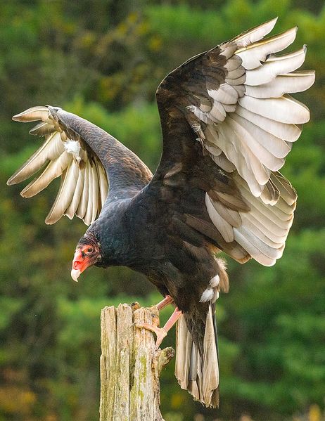 File:Eastern Turkey Vulture.jpg