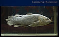 Latimeria (real fish) at the Shirshov institute of oceanology, Russia