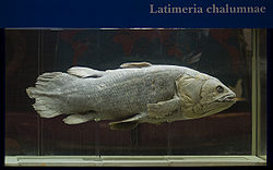 Latimeria Shirshov.jpg