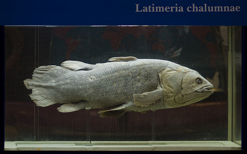 Файл:Latimeria Shirshov.jpg