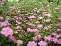 Baby's-breath (Gypsophila) Subtaxa:name