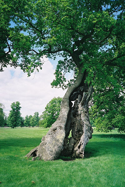 File:Oak tree 6.jpg