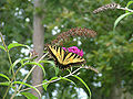Thumbnail for version as of 19:43, 3 December 2010