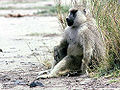 Yellow Baboon (Papio Cynocephalus)