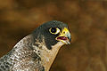 Peregrine Falcon (F. peregrinus)