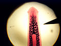 Thumbnail for version as of 23:29, 2 December 2009