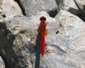 Scarlet darter (Crocothemis erythraea) Family: Libellulidae