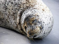 Spotted Seal (P. Largha) Genus: Phoca