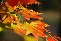Thumbnail for version as of 00:01, 19 May 2010