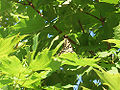 Vine Maple (Acer circinatum)