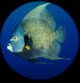 French angelfish (Pomacanthus paru)