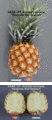 Pineapple (Ananas comosus) Variety: Redonda Red Spanish