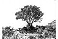 Texas Madrone (Arbutus xalapensis)