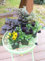 Pansy(V. tricolor) - Black pansies on the chair