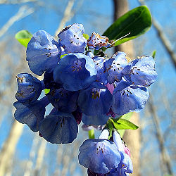 Bluebell V 2.jpg