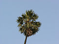 Doub palm Genus: Borassus