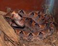 Malayan pit viper (C. rhodostoma) Genus: Calloselasma