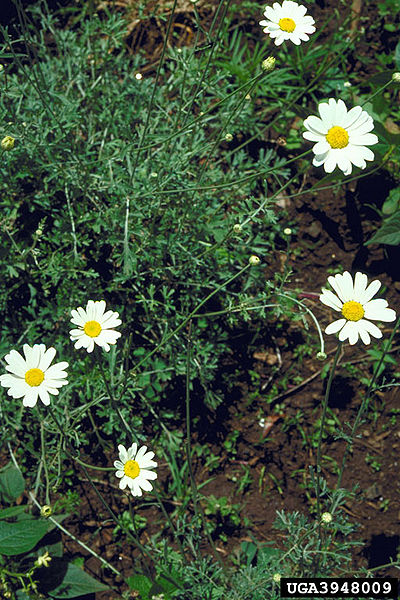 File:Chrysanthemum coccineum.jpg