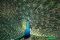 Thumbnail for version as of 01:36, 12 March 2008