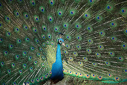 Common Peacock.jpg