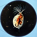 water flea (Daphnia)