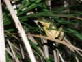 Australian green tree frog (L. caerulea ) binomial name: Litoria caerulea