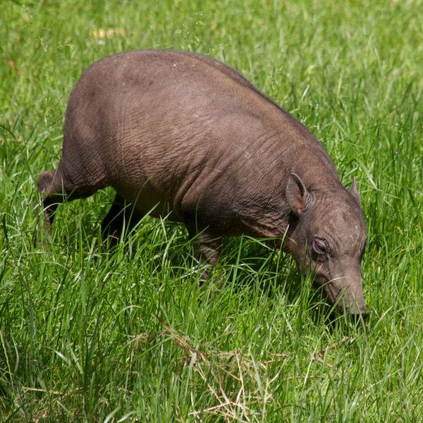 File:Hairy babirusa.jpg