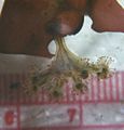 Stalked Jellyfish (Haliclystus Stejnegeri) Suborder: Eleutherocarpidae Family: Lucernariidae