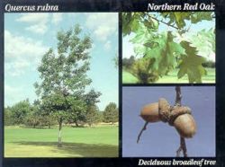 Northern Red Oak.JPG