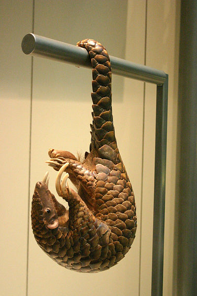 File:Pangolin2.jpg