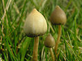 Bell Shroom (Psilocybe semilanceata)