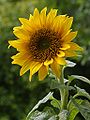 Sunflower (H. annuus) Genus: Helianthus