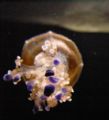Mediterranean Jellyfish (Cotylorhiza tuberculata) Family: Cepheidae
