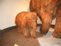 woolly mammoth (Mammuthus primigenius)