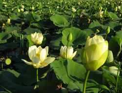 American Lotus.jpg