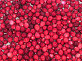 Cranberry (Vaccinium oxycoccus ) Family: Ericaceae