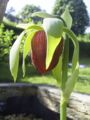 California pitcher plant with a big floral head