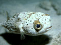 Balloonfish (D. holocanthus) Family: Diodontidae
