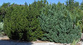 Eastern Red Cedar (Juniperus virginiana L.)