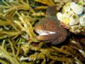 Moray eel Order: Anguilliformes Order: Perciformes