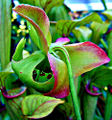 Thumbnail for version as of 04:27, 13 May 2014