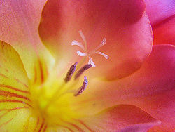Pretty Freesia.jpg