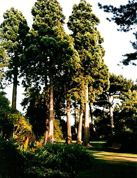 File:Scottish redwood.jpg