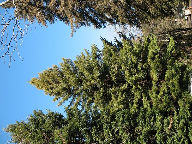 File:Sequoia.jpg