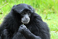 Siamang (S. syndactylus) Genus: Symphalangus