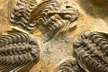 Thumbnail for version as of 04:48, 15 January 2009