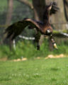 Golden eagle (Aquila Chrysaetos)