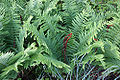 Cinnamon Fern (Osmunda cinnamonea) Family: Osmundaceae