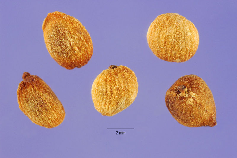 File:Calla Lily seeds.jpg