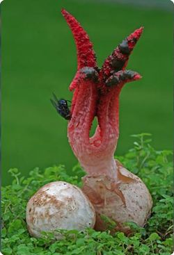 Clathrus-archeri.jpg